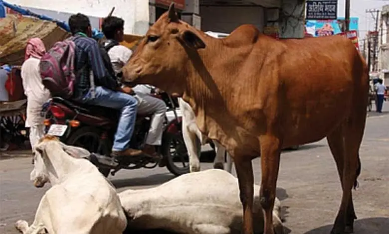 Animal-Husbandry-and-Dairy-