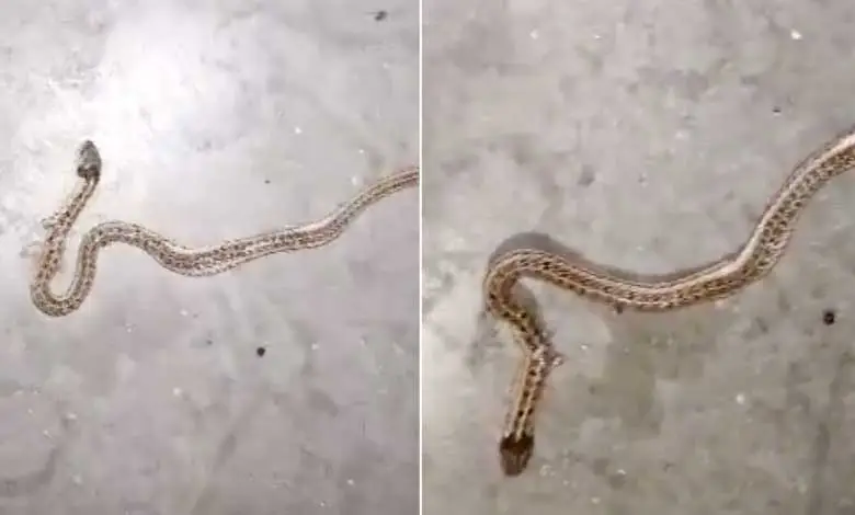 SNAKE-GANDHI-HOSTEL