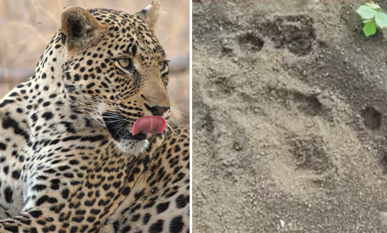 LEOPARD