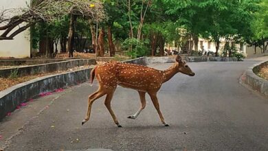 DEER-390x220
