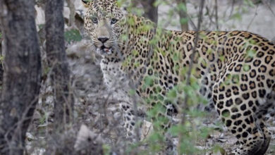 LEOPARD-1-390x220