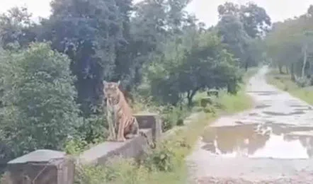 tiger_V_jpg-442x260-4g