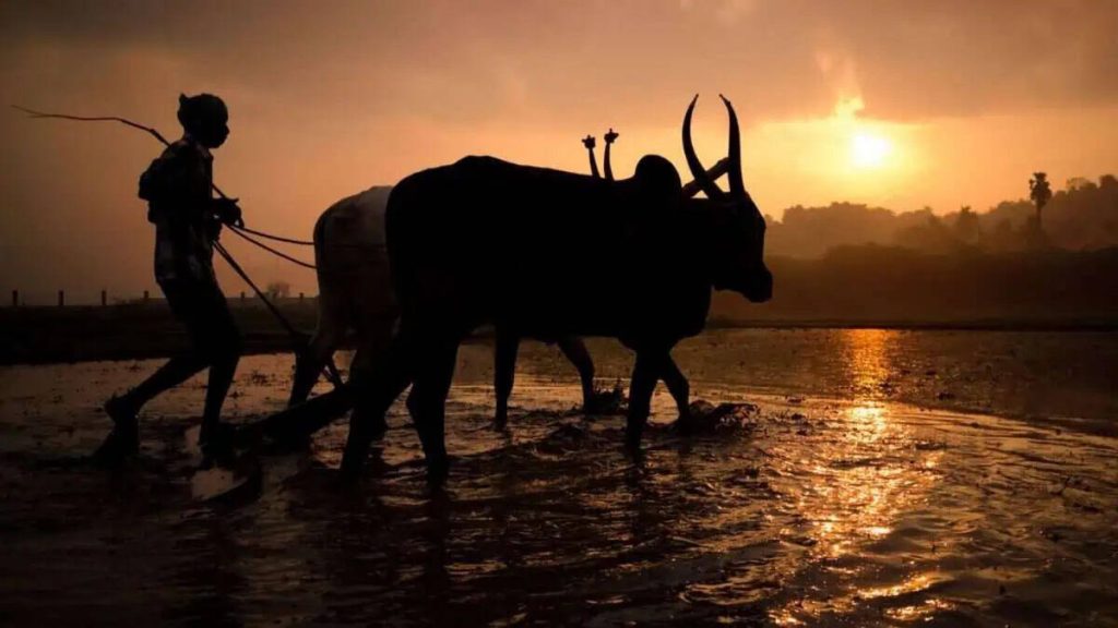 Indian-farmer-Representational-Image-4