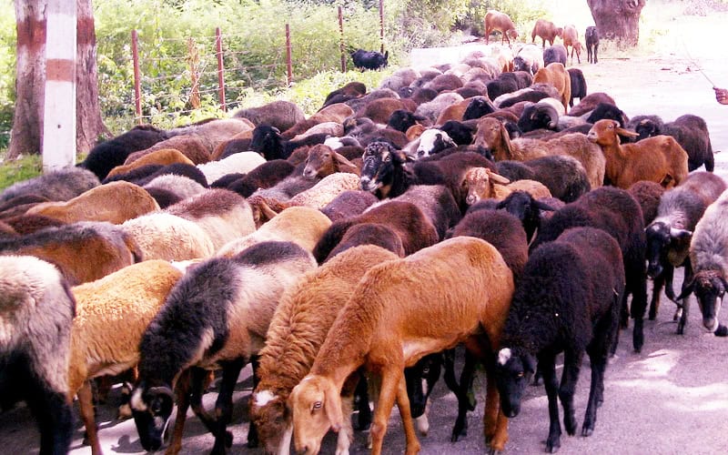 sheep-india